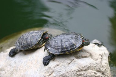 27 Mart 2005 'te Hong Kong Parkı' ndaki gölde Testudines.