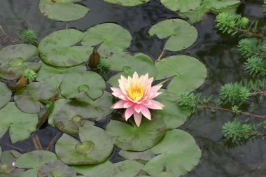 Güzel pembe nilüferler ya da nilüfer çiçekleri gölette