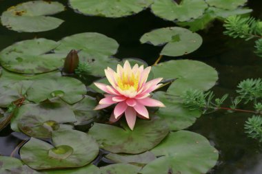 Güzel pembe nilüferler ya da nilüfer çiçekleri gölette