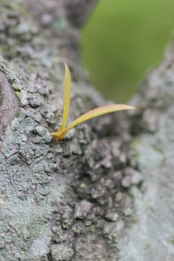 16 April 2005 the Seedling on the plants at nature