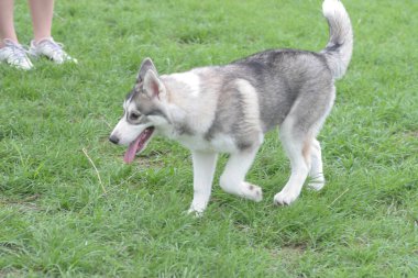 2 may 2005 the dog  at the sai kung , hong kong