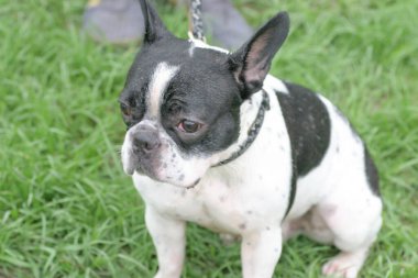 2 may 2005 the dog  at the sai kung , hong kong