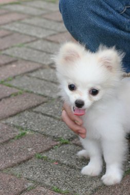 2 may 2005 the dog  at the sai kung , hong kong