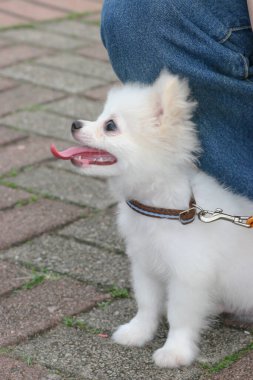 2 may 2005 the dog  at the sai kung , hong kong