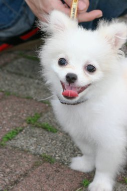 2 may 2005 the dog  at the sai kung , hong kong