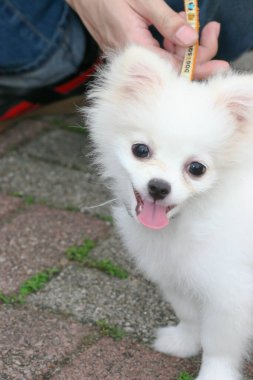 2 may 2005 the dog  at the sai kung , hong kong