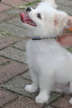 2 may 2005 the dog  at the sai kung , hong kong