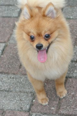 2 may 2005 the dog  at the sai kung , hong kong