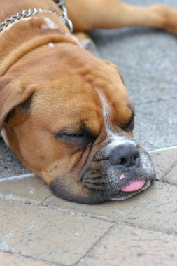 2 may 2005 the dog  at the sai kung , hong kong