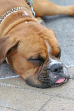 2 may 2005 the dog  at the sai kung , hong kong
