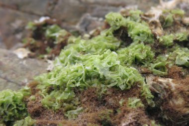 the seagrass on the rock at the coast 