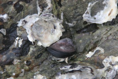 Set of Goose barnacles and mussels at rocks in galician coast