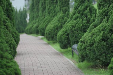 avenue of beech trees, Empty bench in green park