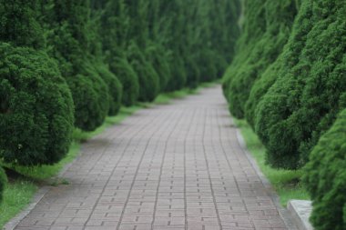 avenue of beech trees, Empty bench in green park
