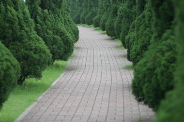 avenue of beech trees, Empty bench in green park
