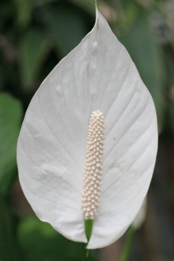 16 May 2005 a Close up view of white spathiphyllum flower