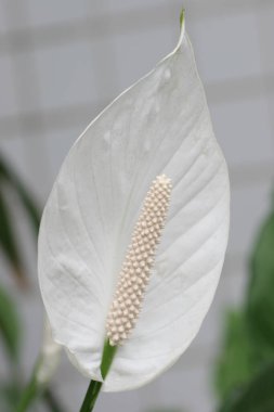 16 May 2005 a Close up view of white spathiphyllum flower