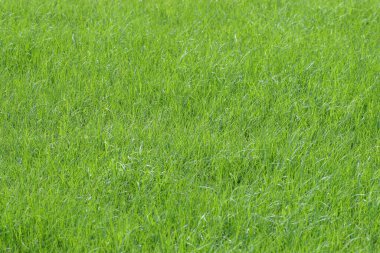 16 May 2005 the Lush green grass meadow back ground at nature