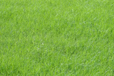 16 May 2005 the Lush green grass meadow back ground at nature