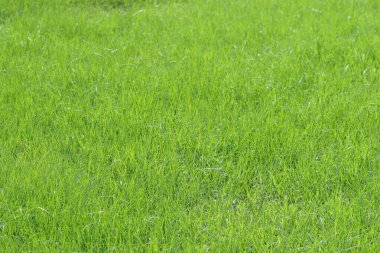 16 May 2005 the Lush green grass meadow back ground at nature
