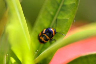 Insecta, Coccinellidae 'nin yakın çekimi, doğa teması