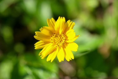 22 May 2005 field of blooming yellow flowers on a background
