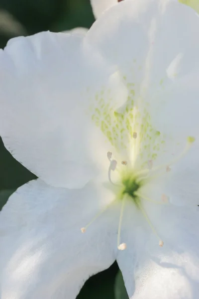 Egy Gyönyörű Rododendron Virág Tavaszi Kertben — Stock Fotó