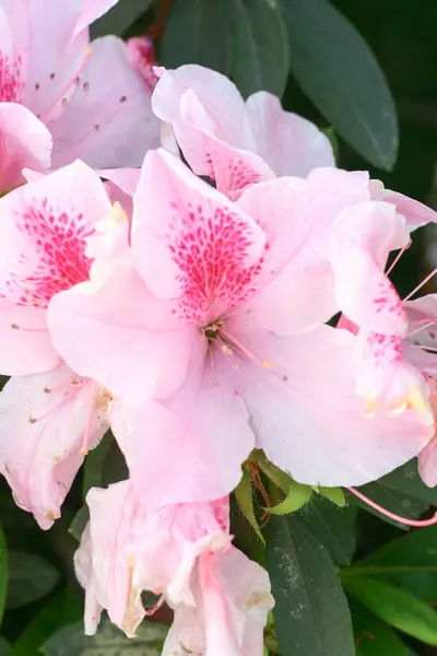 春の庭の美しいシャクナゲの花 — ストック写真