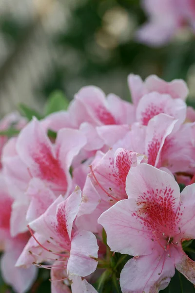 Março 2005 Uma Bela Flor Rododendro Jardim Primavera — Fotografia de Stock