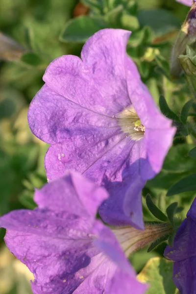 Eine Tricolor Stiefmütterchen Blütenpflanze Natürlicher Hintergrund — Stockfoto
