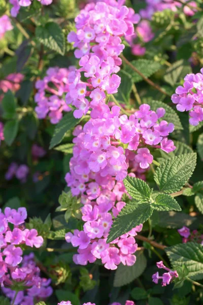 Uma Camara Lantana Colorida Florescendo Garde Verão — Fotografia de Stock