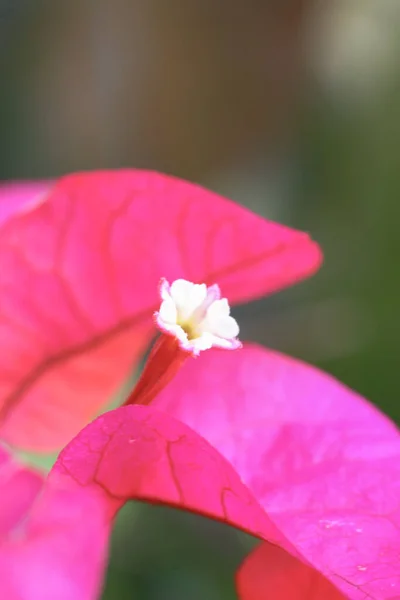 Grupo Flores Buganvillas Color Rojo Brillante —  Fotos de Stock