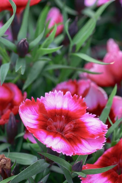 Цветущая Гвоздика Слава Розовый Цветок Dianthus Caryophyllus — стоковое фото