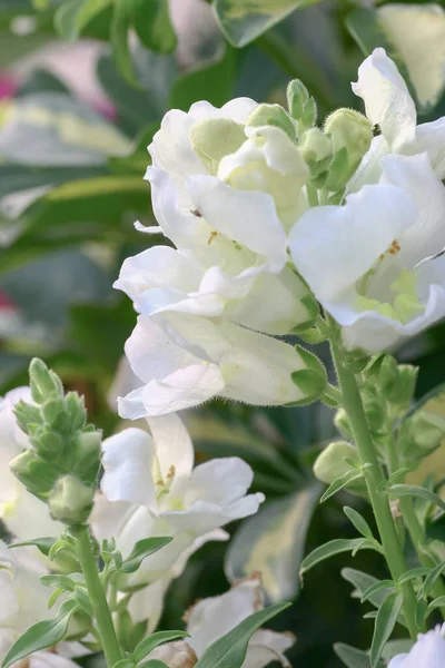 Snapdragon Flower Garden Flower Sho — Stock Photo, Image