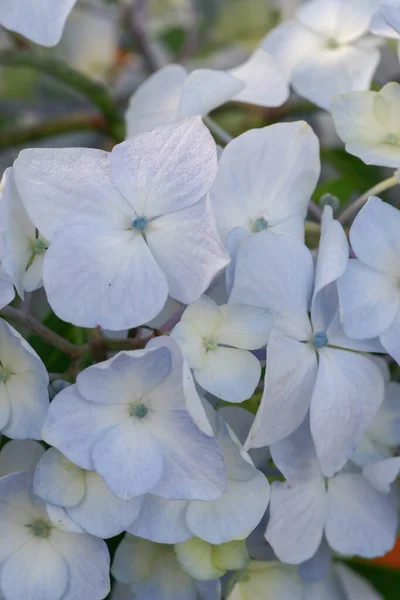 Renkli Bir Ortanca Çiçeği Bir Yaz Günü — Stok fotoğraf