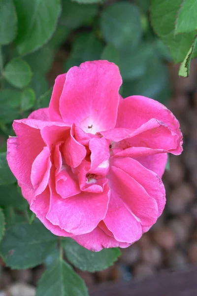 Eine Rosafarbene Blütenrose Der Natur — Stockfoto