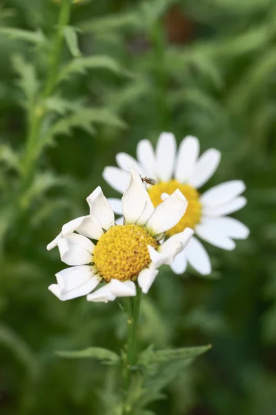 Witte Mini Marguerite Bloem Chrysant Paludosum — Stockfoto
