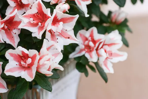 Rhododendron Hybrida Jardim — Fotografia de Stock