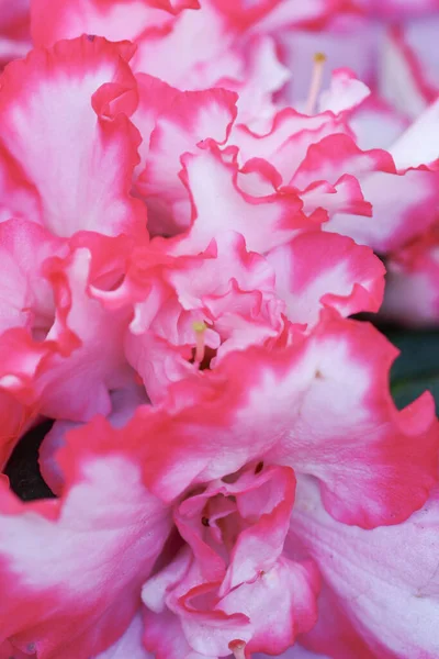 Rhododendron Ibrida Presso Giardino — Foto Stock