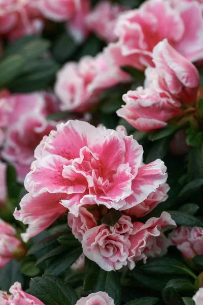 Rhododendron Hybrida Garden — Stock Photo, Image