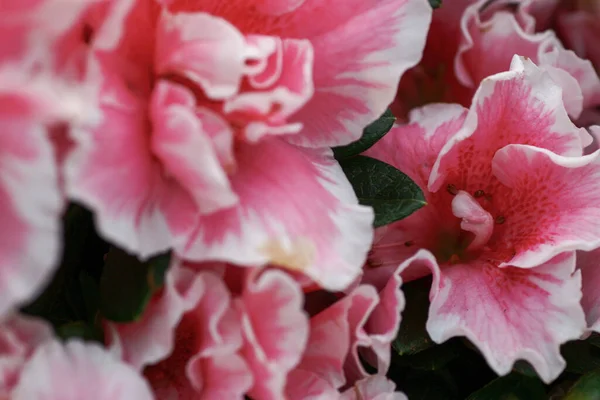 Rhododendron Hybrida Bij Tuin Bij — Stockfoto