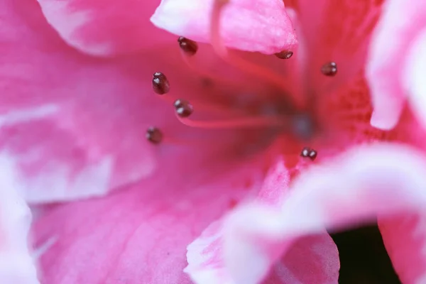 Género Botânico Família Das Plantas Urze — Fotografia de Stock