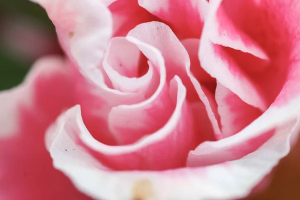 Una Rosa Flor Arbusto Jardín Naturaleza Espalda Groun —  Fotos de Stock