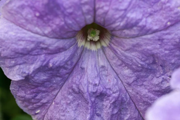 Tricolor Pansy Blomma Växt Naturlig Bakgrund — Stockfoto