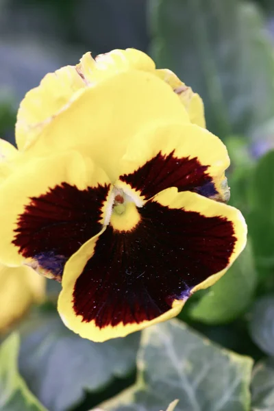 Una Planta Flor Pansy Tricolor Fondo Natural — Foto de Stock