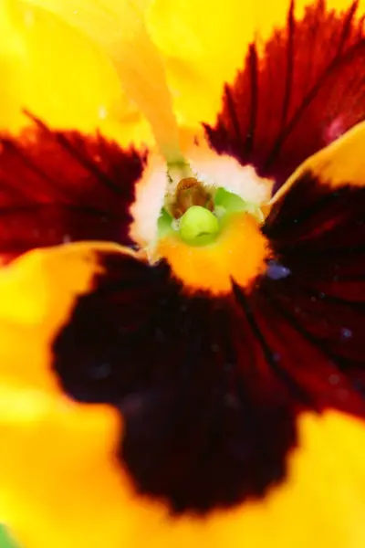 Una Pianta Tricolore Pansy Fiore Terra Naturale — Foto Stock