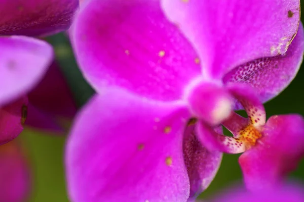 美丽的兰花盛开 美丽的花园 — 图库照片