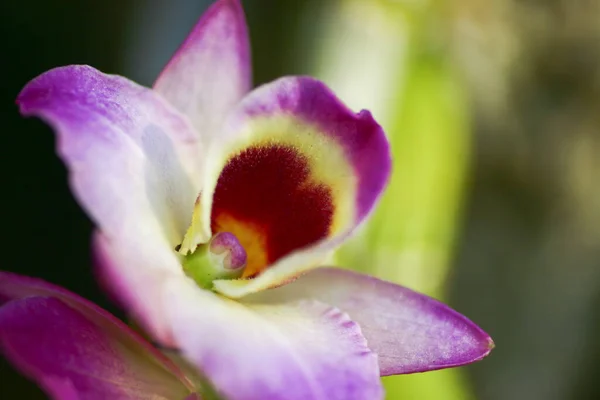 Güzel Orkide Çiçeği Açan Güzel Çiçek Bahçesi — Stok fotoğraf