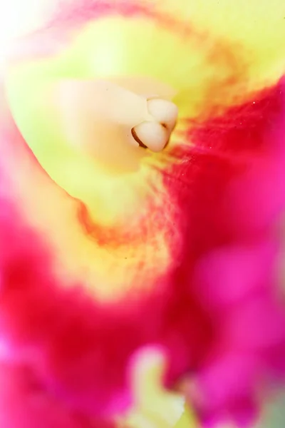Güzel Orkide Çiçeği Açan Güzel Çiçek Bahçesi — Stok fotoğraf
