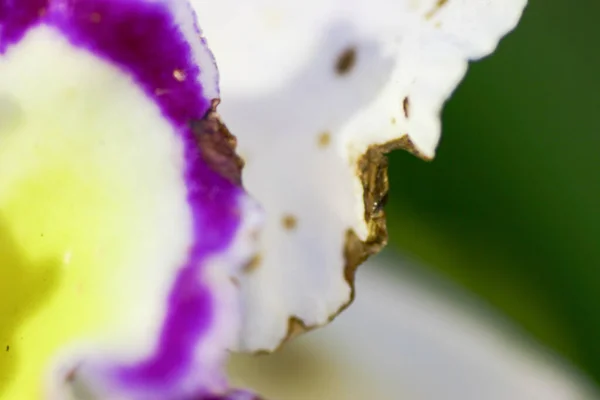 美丽的兰花盛开 美丽的花园 — 图库照片
